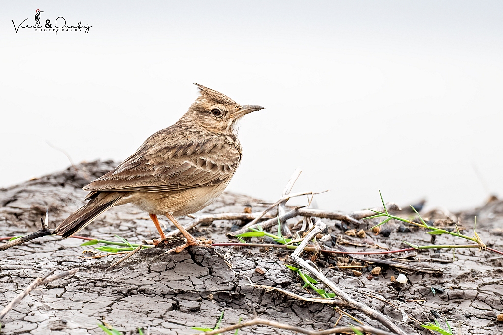 Crested Lark